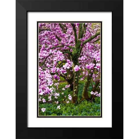 Delaware, Wilmington Cherry blossom tree Black Modern Wood Framed Art Print with Double Matting by OBrien, Jay