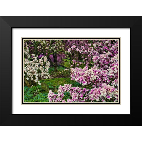 Delaware, Wilmington Flower and trees in garden Black Modern Wood Framed Art Print with Double Matting by OBrien, Jay
