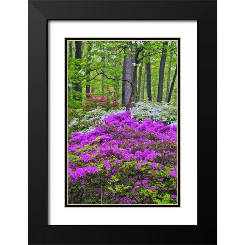 USA, Delaware, Colorful Azalas in bloom Black Modern Wood Framed Art Print with Double Matting by OBrien, Jay