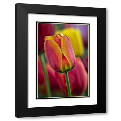 Delaware Close-up of tulips Black Modern Wood Framed Art Print with Double Matting by OBrien, Jay