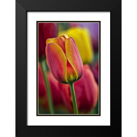 Delaware Close-up of tulips Black Modern Wood Framed Art Print with Double Matting by OBrien, Jay