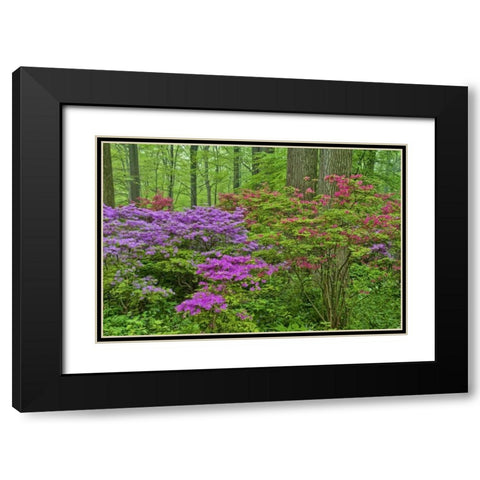 Delaware, Blooming azaleas in forest Black Modern Wood Framed Art Print with Double Matting by OBrien, Jay