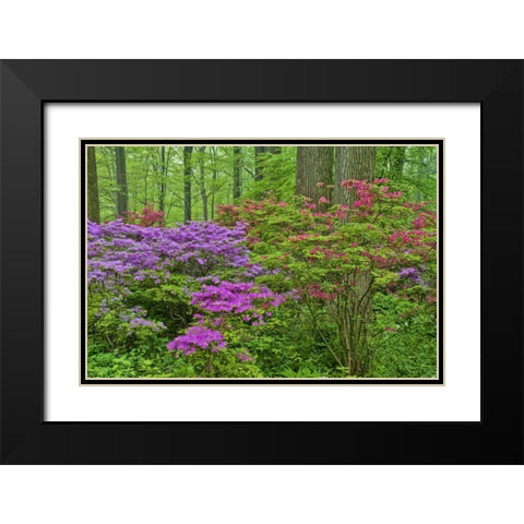Delaware, Blooming azaleas in forest Black Modern Wood Framed Art Print with Double Matting by OBrien, Jay