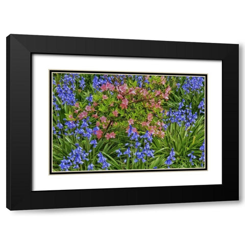 Delaware, Blooming azaleas and bluebells Black Modern Wood Framed Art Print with Double Matting by OBrien, Jay