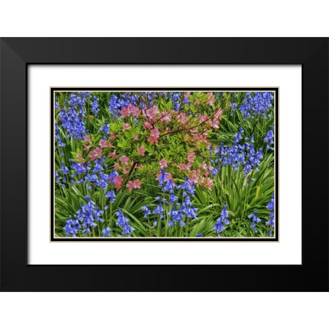 Delaware, Blooming azaleas and bluebells Black Modern Wood Framed Art Print with Double Matting by OBrien, Jay