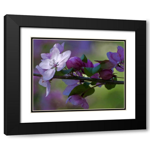 Delaware, Azalea flowers and buds on limb Black Modern Wood Framed Art Print with Double Matting by OBrien, Jay