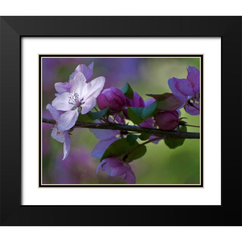 Delaware, Azalea flowers and buds on limb Black Modern Wood Framed Art Print with Double Matting by OBrien, Jay