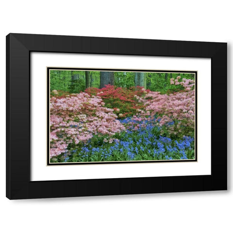 Delaware Blooming azalea and bluebell flowers Black Modern Wood Framed Art Print with Double Matting by OBrien, Jay