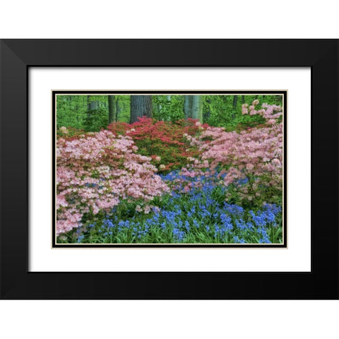 Delaware Blooming azalea and bluebell flowers Black Modern Wood Framed Art Print with Double Matting by OBrien, Jay