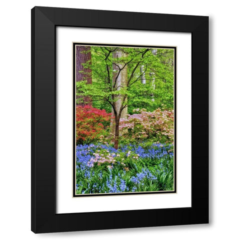 Delaware Blooming azalea and bluebell flowers Black Modern Wood Framed Art Print with Double Matting by OBrien, Jay