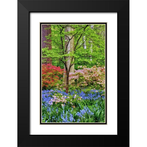 Delaware Blooming azalea and bluebell flowers Black Modern Wood Framed Art Print with Double Matting by OBrien, Jay