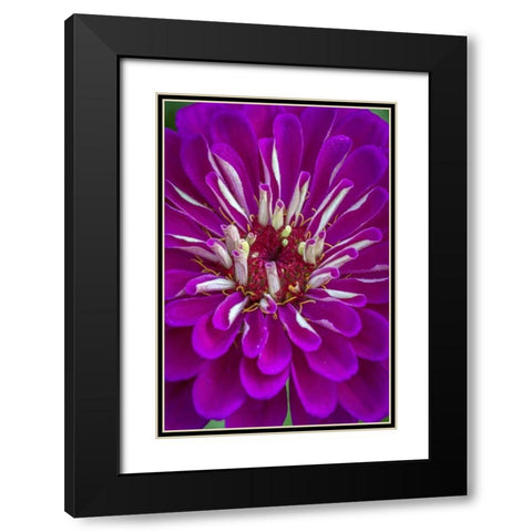 Wilmington, Delaware, Detail of zinnia bloom Black Modern Wood Framed Art Print with Double Matting by OBrien, Jay