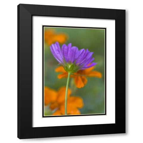 Wilmington, Delaware, Cosmos flower Black Modern Wood Framed Art Print with Double Matting by OBrien, Jay