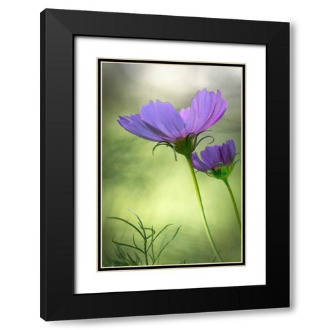 Wilmington, Delaware Cosmos flowers Black Modern Wood Framed Art Print with Double Matting by OBrien, Jay