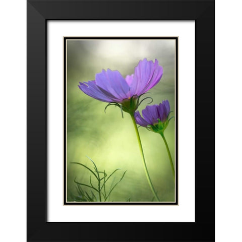 Wilmington, Delaware Cosmos flowers Black Modern Wood Framed Art Print with Double Matting by OBrien, Jay