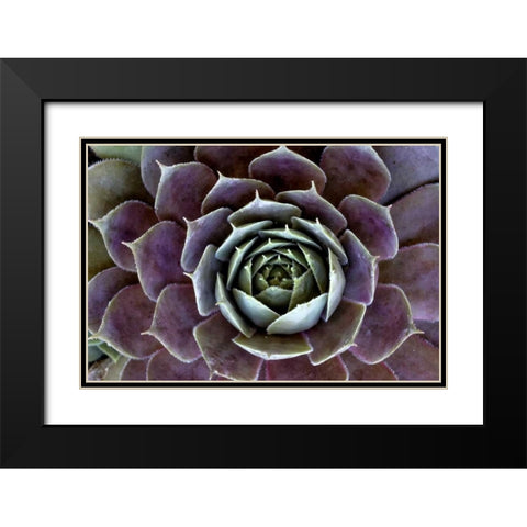 Wilmington, Delaware Hen and chick plant Black Modern Wood Framed Art Print with Double Matting by OBrien, Jay