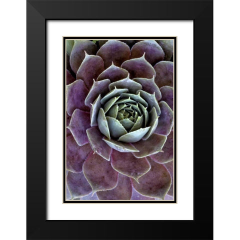 Wilmington, Delaware Hen and chick plant Black Modern Wood Framed Art Print with Double Matting by OBrien, Jay