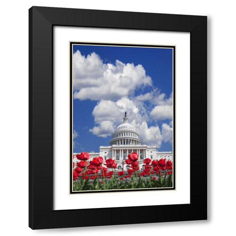 Washington DC, tulips by the Capitol building Black Modern Wood Framed Art Print with Double Matting by Flaherty, Dennis