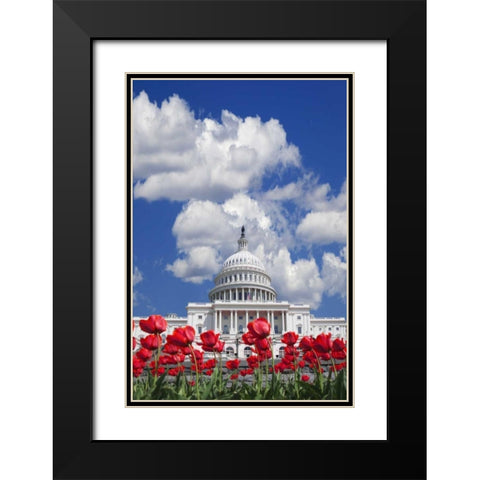 Washington DC, tulips by the Capitol building Black Modern Wood Framed Art Print with Double Matting by Flaherty, Dennis