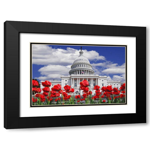 Tulips by the Capitol building, Washington DC Black Modern Wood Framed Art Print with Double Matting by Flaherty, Dennis