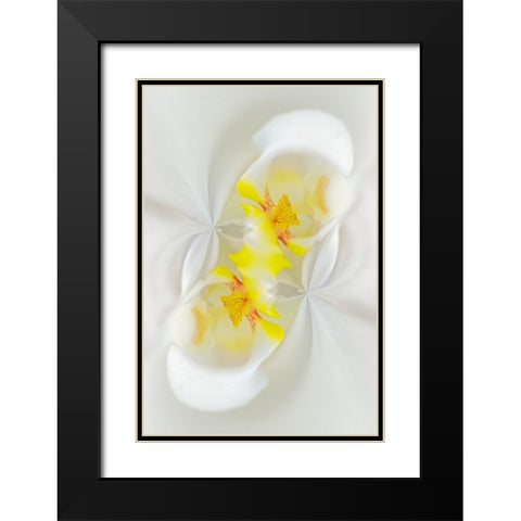 White Orchid flower-Florida Black Modern Wood Framed Art Print with Double Matting by Jones, Adam