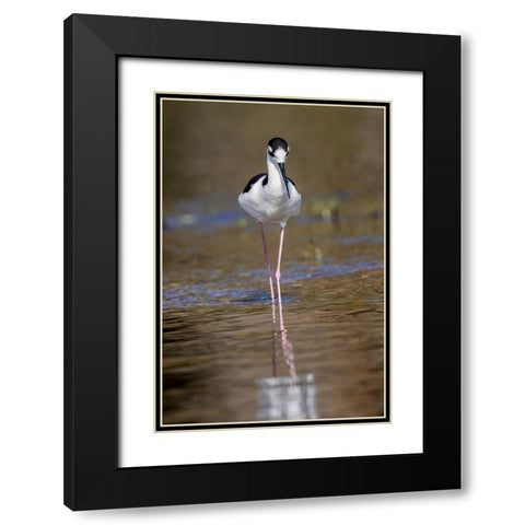 Black-necked stilt-Myakka River State Park-Florida Black Modern Wood Framed Art Print with Double Matting by Jones, Adam