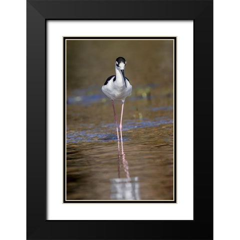Black-necked stilt-Myakka River State Park-Florida Black Modern Wood Framed Art Print with Double Matting by Jones, Adam