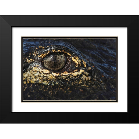 American alligator eyeball close-up from eye level with water-Myakka River State Park-Florida Black Modern Wood Framed Art Print with Double Matting by Jones, Adam