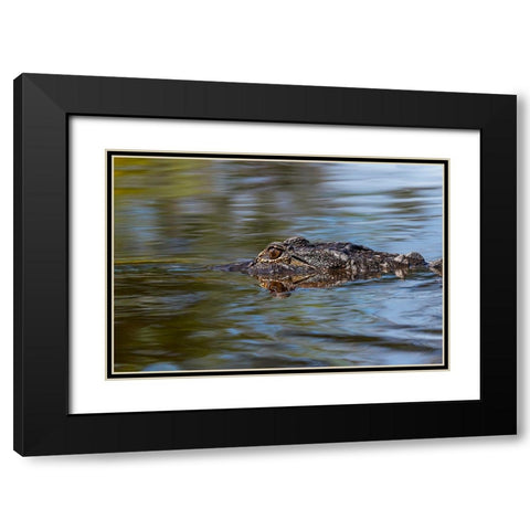 American alligator from eye level with water-Myakka River State Park-Florida Black Modern Wood Framed Art Print with Double Matting by Jones, Adam