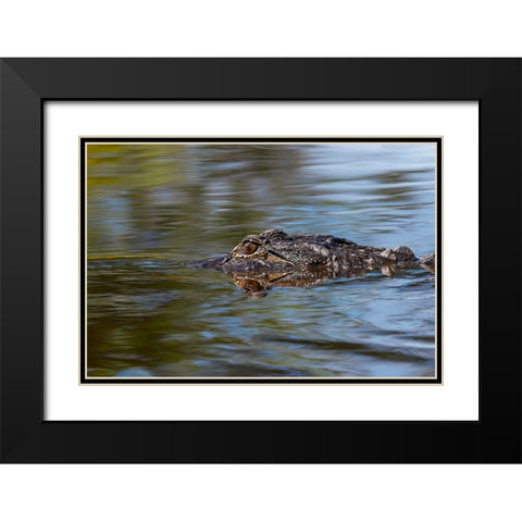 American alligator from eye level with water-Myakka River State Park-Florida Black Modern Wood Framed Art Print with Double Matting by Jones, Adam