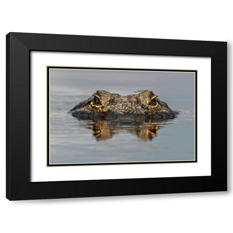American alligator from eye level with water-Myakka River State Park-Florida Black Modern Wood Framed Art Print with Double Matting by Jones, Adam