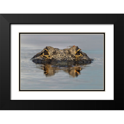 American alligator from eye level with water-Myakka River State Park-Florida Black Modern Wood Framed Art Print with Double Matting by Jones, Adam
