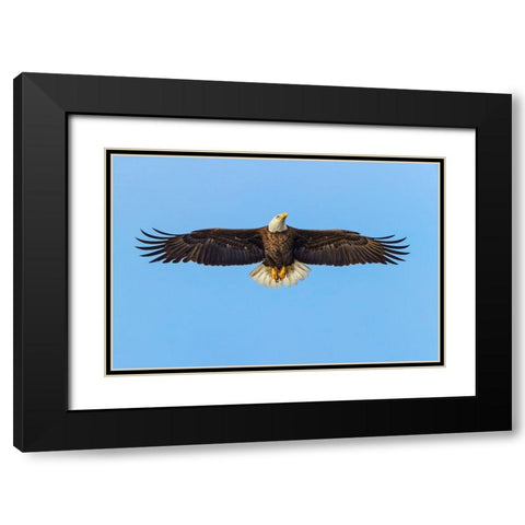 Bald eagle flying-Florida Black Modern Wood Framed Art Print with Double Matting by Jones, Adam