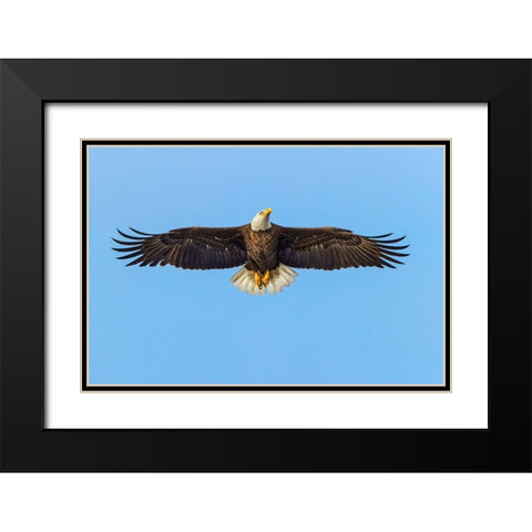 Bald eagle flying-Florida Black Modern Wood Framed Art Print with Double Matting by Jones, Adam