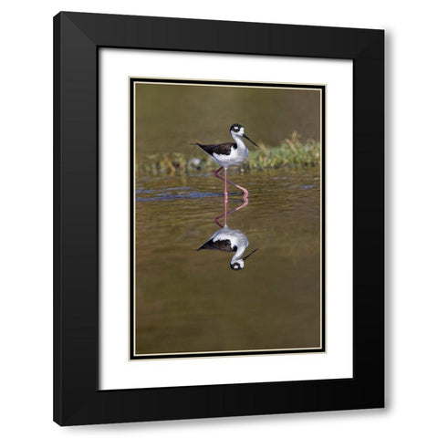 Black-necked stilt-Myakka River State Park-Florida Black Modern Wood Framed Art Print with Double Matting by Jones, Adam