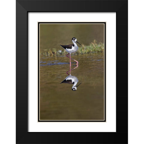 Black-necked stilt-Myakka River State Park-Florida Black Modern Wood Framed Art Print with Double Matting by Jones, Adam