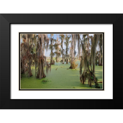 Cypress trees draped in Spanish moss-Circle B Ranch-Polk County-Florida Black Modern Wood Framed Art Print with Double Matting by Jones, Adam