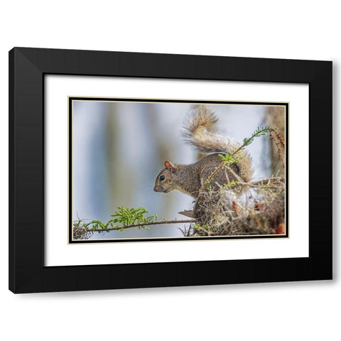 Eastern gray squirrel-Circle B Ranch-Florida Black Modern Wood Framed Art Print with Double Matting by Jones, Adam