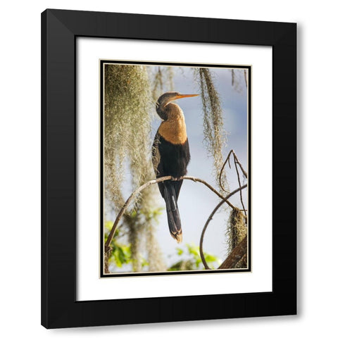Female Anhinga Circle B Ranch-Florida Black Modern Wood Framed Art Print with Double Matting by Jones, Adam