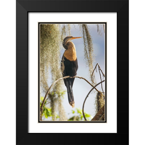 Female Anhinga Circle B Ranch-Florida Black Modern Wood Framed Art Print with Double Matting by Jones, Adam