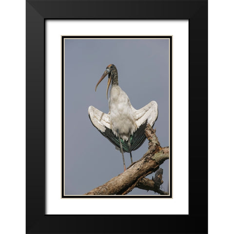 Wood stork-Circle B Ranch-Florida Black Modern Wood Framed Art Print with Double Matting by Jones, Adam
