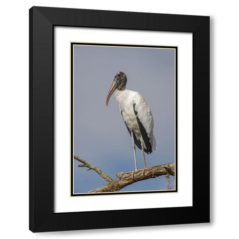 Wood stork-Circle B Ranch-Florida Black Modern Wood Framed Art Print with Double Matting by Jones, Adam
