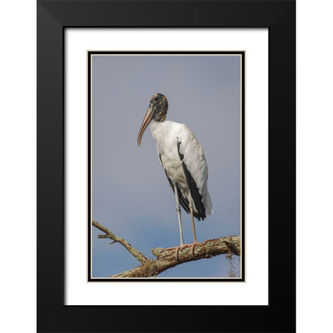 Wood stork-Circle B Ranch-Florida Black Modern Wood Framed Art Print with Double Matting by Jones, Adam