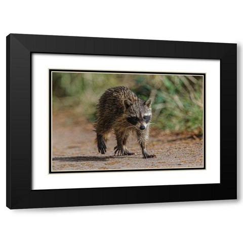 Raccoon walking-Circle B Ranch-Florida Black Modern Wood Framed Art Print with Double Matting by Jones, Adam