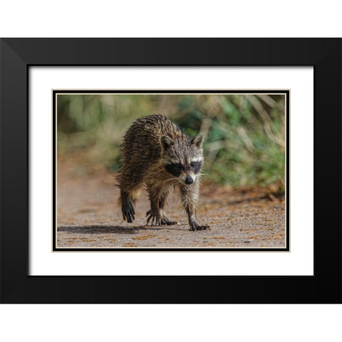Raccoon walking-Circle B Ranch-Florida Black Modern Wood Framed Art Print with Double Matting by Jones, Adam