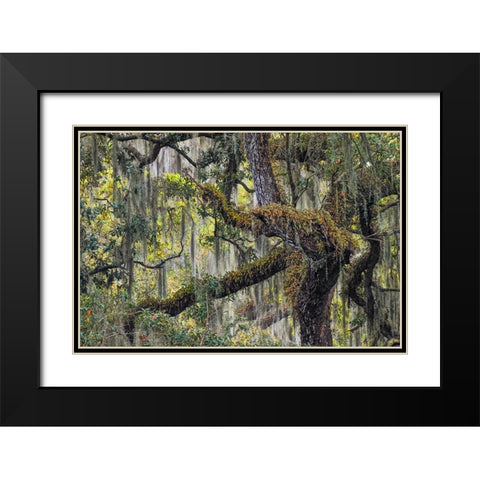 Live oak trees draped in Spanish moss-Polk County-Florida Black Modern Wood Framed Art Print with Double Matting by Jones, Adam