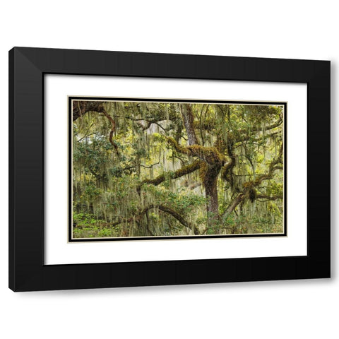 Live oak trees draped in Spanish moss-Polk County-Florida Black Modern Wood Framed Art Print with Double Matting by Jones, Adam