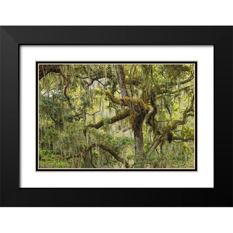 Live oak trees draped in Spanish moss-Polk County-Florida Black Modern Wood Framed Art Print with Double Matting by Jones, Adam