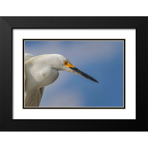 Snowy Egret-Florida Black Modern Wood Framed Art Print with Double Matting by Jones, Adam