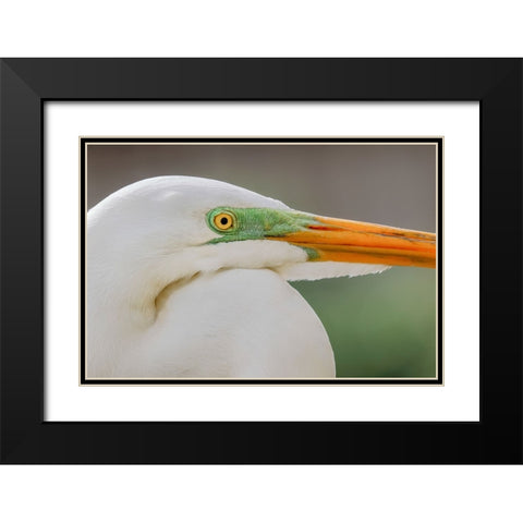 Great egret in breeding plumage-south Florida Black Modern Wood Framed Art Print with Double Matting by Jones, Adam
